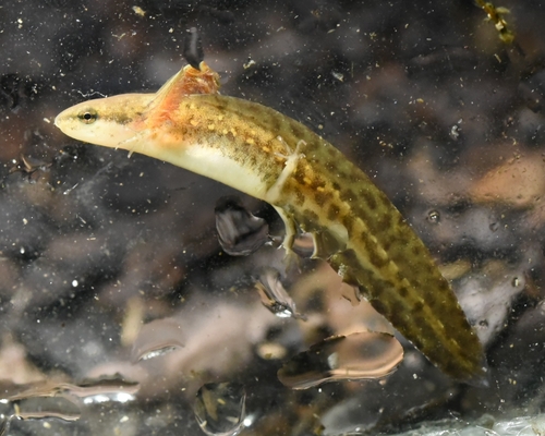 Striped Newt