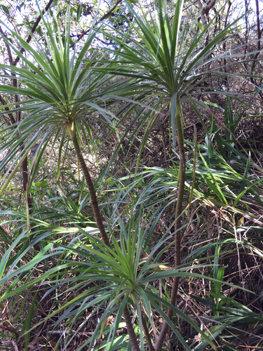 Wilkesia