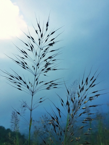 red false beardgrass (Chrysopogon fulvus)