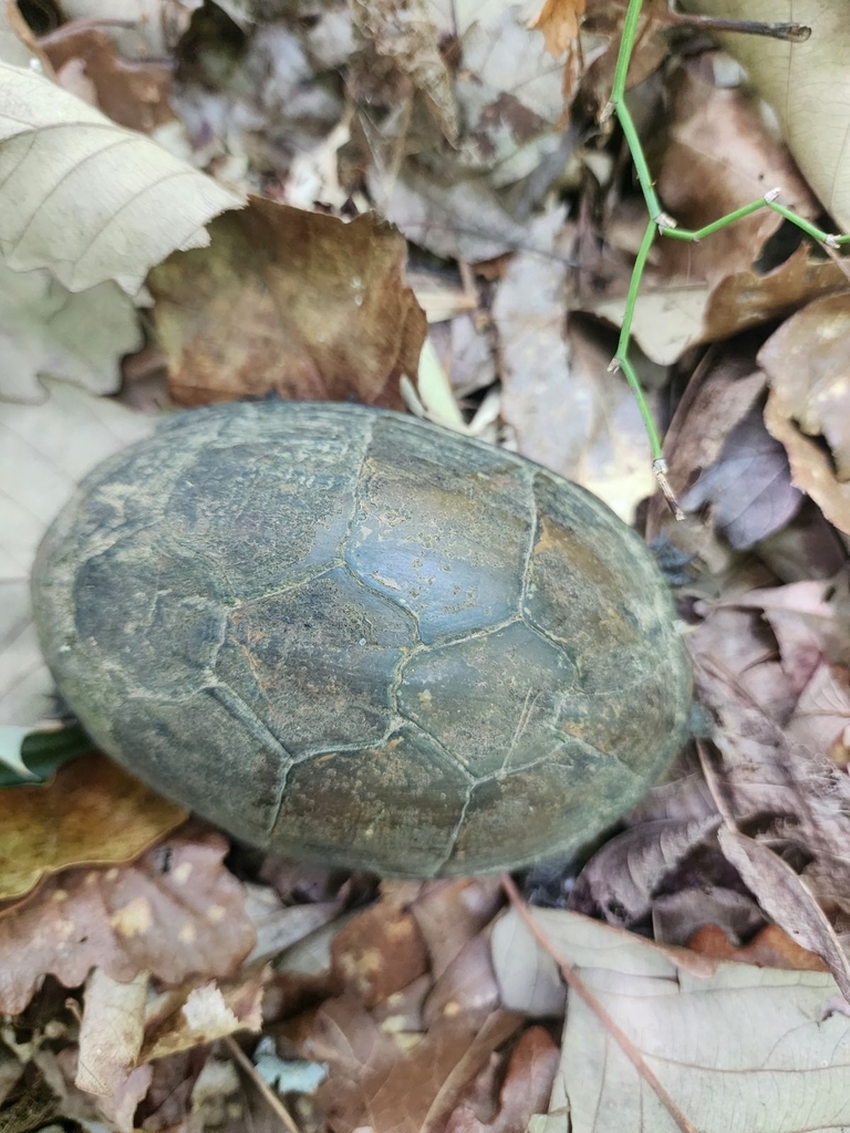eastern-mud-turtle-from-5228-banks-haven-ct-by-mary-tschopp-inaturalist