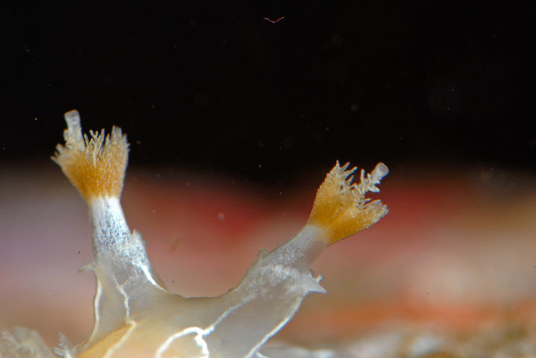 Diamondback Tritonia ( Intertidal Nudibranchs of the Monterey Bay Area ...