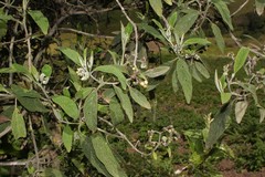 Tournefortia scabrida image