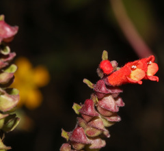 Image of Scutellaria scutellarioides