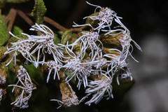 Image of Aristeguietia cacalioides