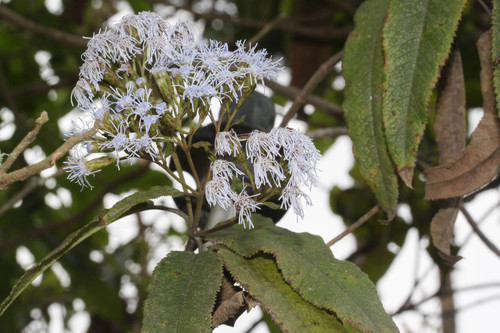 Aristeguietia cacalioides