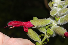 Salvia leucocephala image