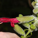 Salvia leucocephala - Photo (c) Ruth Ripley, όλα τα δικαιώματα διατηρούνται, uploaded by Ruth Ripley