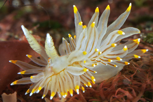 White-and-Orange-Tipped Nudibranch ( Intertidal Nudibranchs of the ...