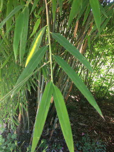 Yulongshanensis Bamboo (Borinda yulongshanensis)