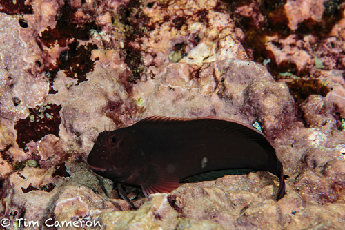 East Atlantic Redlip Blenny