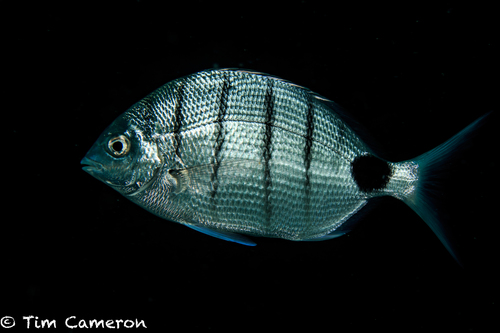 White Seabream