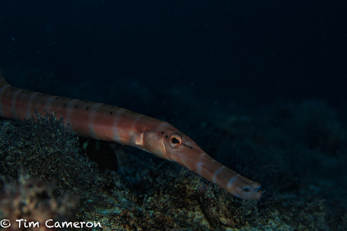 Eastern Atlantic Trumpetfish