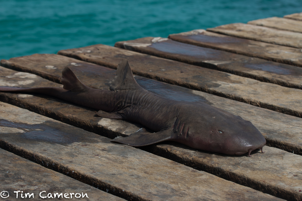 Nurse shark
