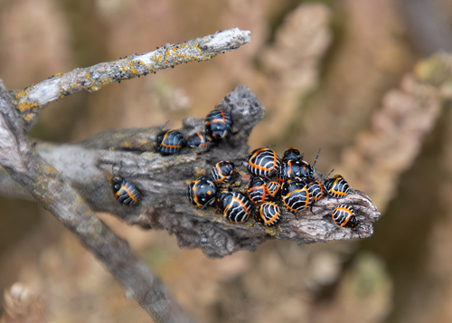 iNaturalist observation photo of Harlequin Bug