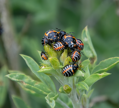 iNaturalist observation photo of Harlequin Bug
