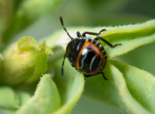 iNaturalist observation photo of Harlequin Bug