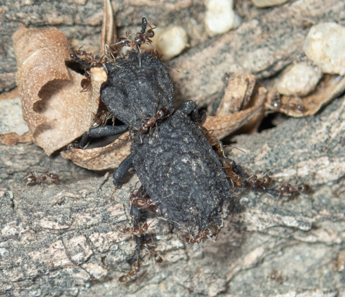 iNaturalist observation photo of Diabolical Ironclad Beetle