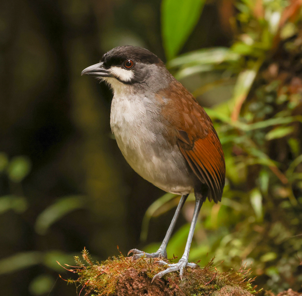 Jocotoco Antpitta photo