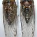 Resonant Cicada - Photo (c) William (Bill) Reynolds, all rights reserved, uploaded by William (Bill) Reynolds