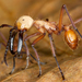 Eciton Army Ants - Photo (c) gernotkunz, all rights reserved, uploaded by gernotkunz