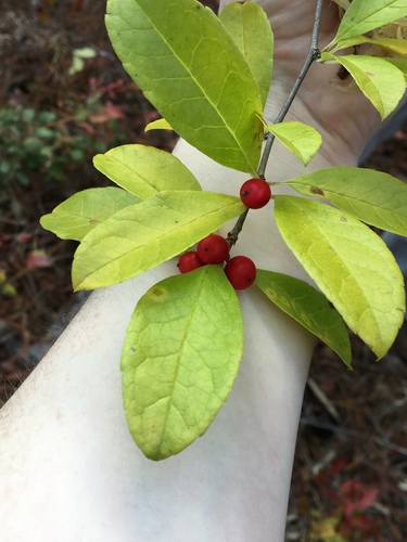 smooth winterberry (Ilex laevigata)