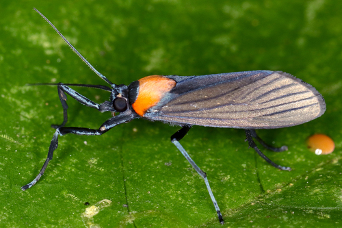Balbura intervenata