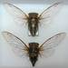 Similar Dog-day Cicada - Photo (c) William (Bill) Reynolds, all rights reserved, uploaded by William (Bill) Reynolds