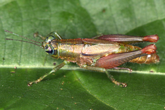 Image of Pseudanniceris nigrinervis
