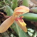 Rufous Tiger Orchid - Photo (c) Rudy Gelis, all rights reserved, uploaded by Rudy Gelis