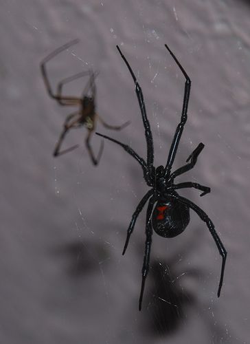 Black Widow Spider Medium 