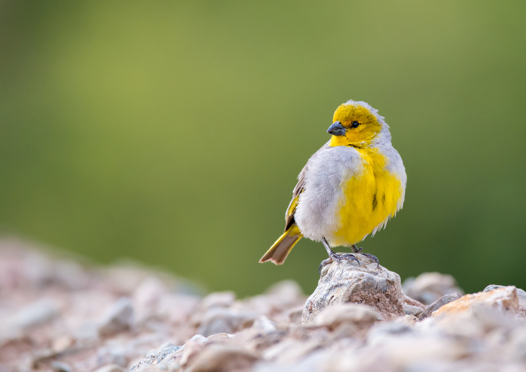 Citron-headed Yellow-Finch photo