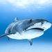 Tiburón Tigre - Photo (c) jonas_prowin, todos los derechos reservados
