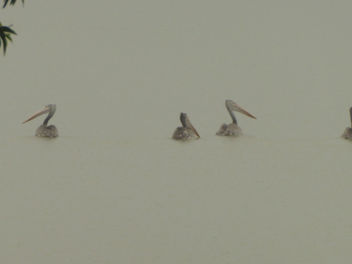 Spot-billed Pelican
