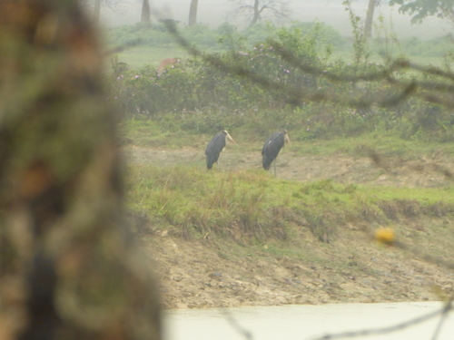 Lesser Adjutant