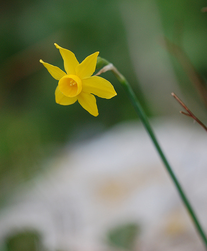 Narcissus cuatrecasasii · iNaturalist