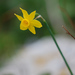 Narcissus cuatrecasasii - Photo (c) Tig, todos los derechos reservados