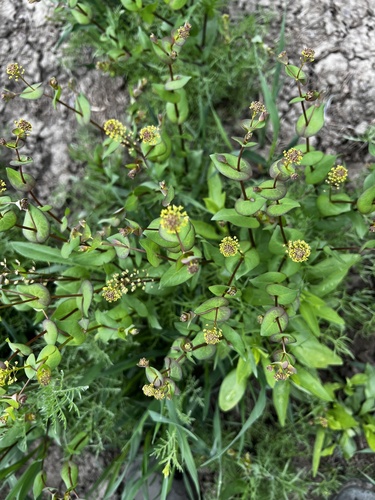 clasping pepperweed