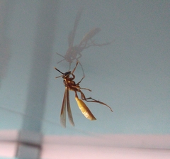 Apoica pallens image