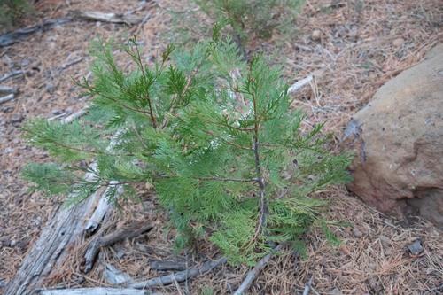 California incense-cedar