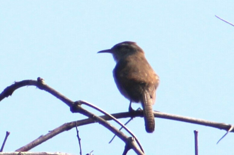 Bewick's Wren in May 2023 by centex · iNaturalist