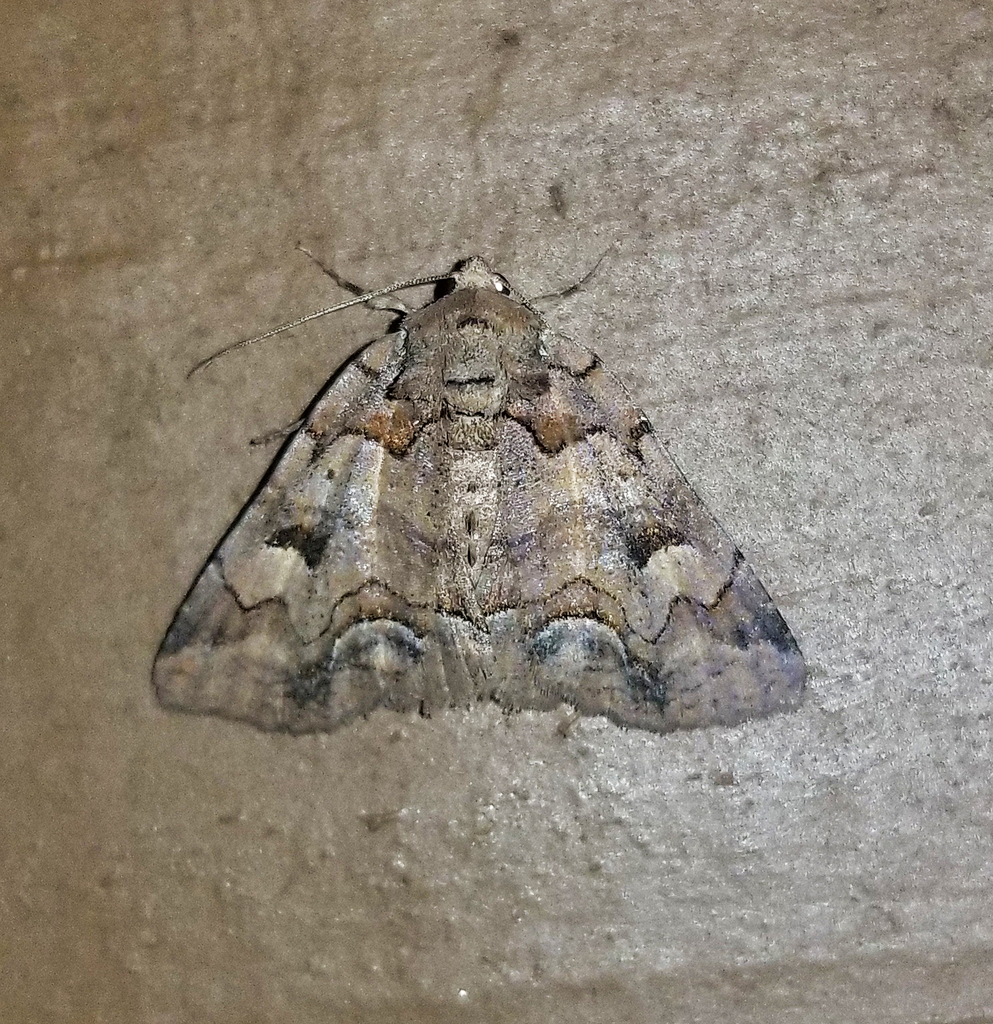 Brown-spotted Zale Moth from Fentress County, TN, USA on May 23, 2023 ...