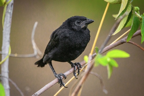 Melodious Blackbird