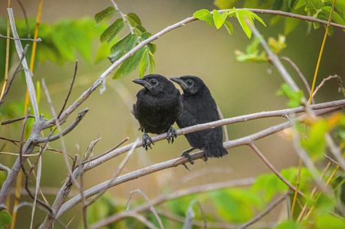 Melodious Blackbird