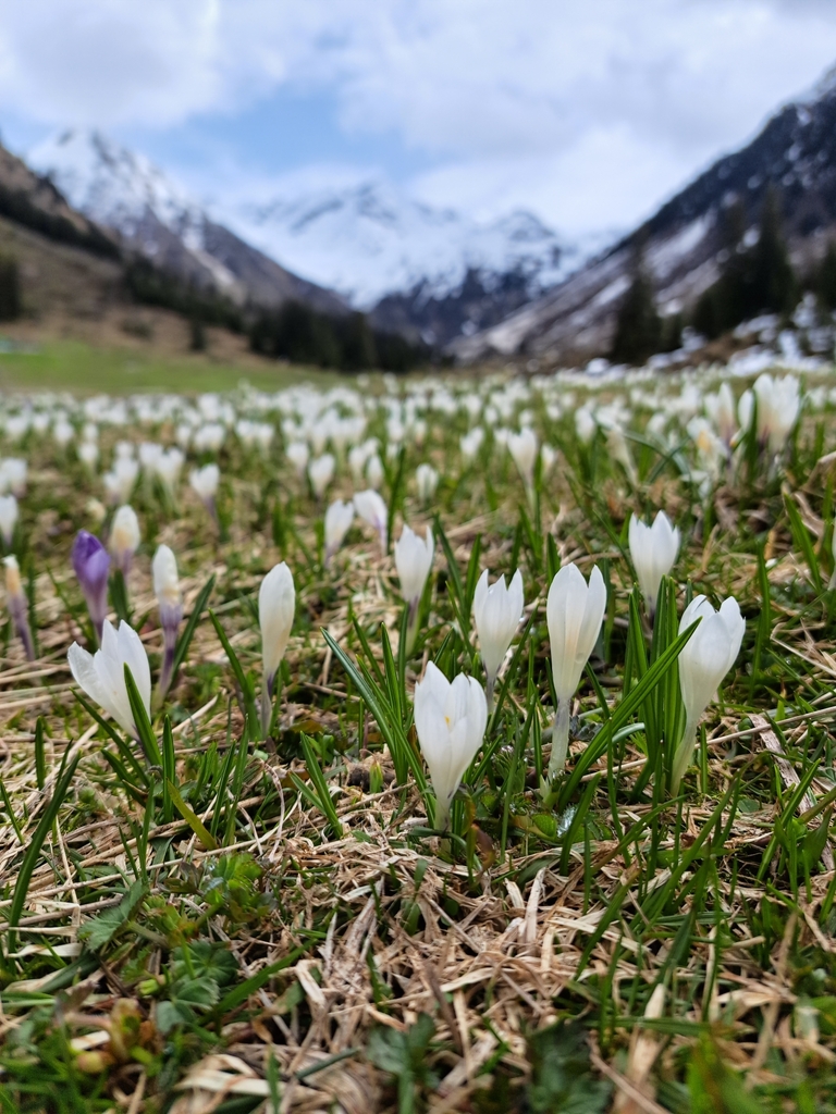 Spring crocus