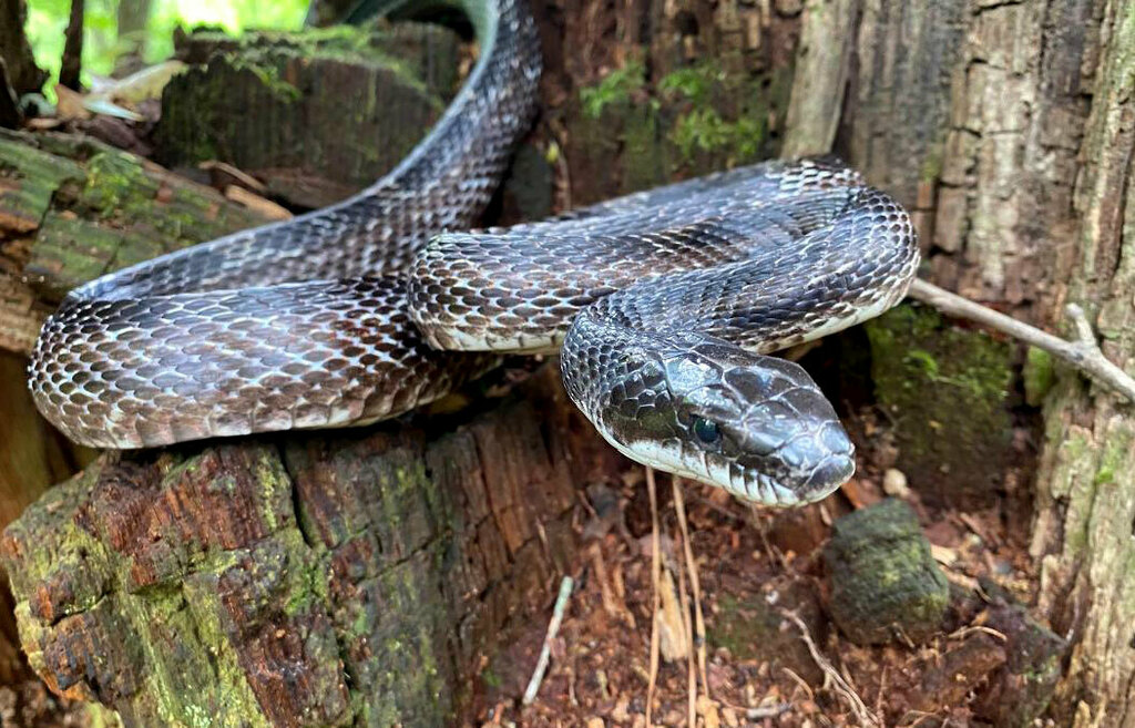 Eastern/Gray Ratsnake Complex from Alexander Crossing, Loganville, GA ...
