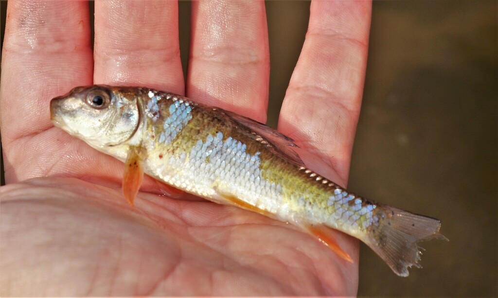 Golden Redhorse in May 2023 by brandonh1 · iNaturalist