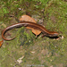 Little Brown Skink - Photo (c) Brad Moon, all rights reserved, uploaded by Brad Moon