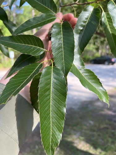 Sawtooth oak