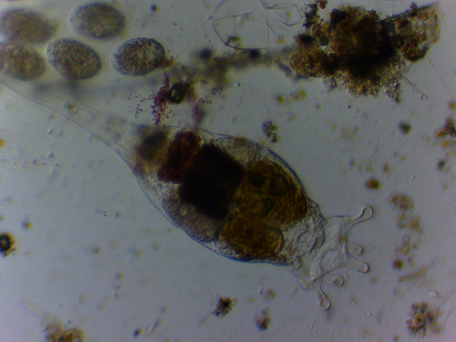Collotheca coronetta