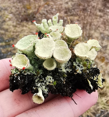 Red-fruited Pixie Cup